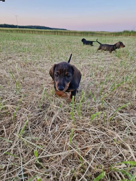 i bassotti standard di colore maiale, maiale scuro e nero sono ancora disponibili | Foto 3