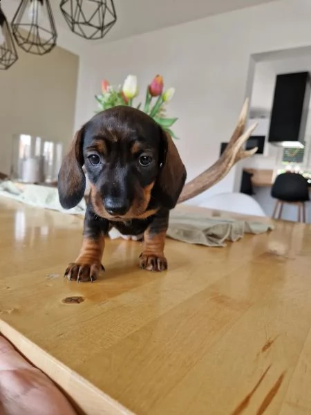 i bassotti standard di colore maiale, maiale scuro e nero sono ancora disponibili | Foto 1