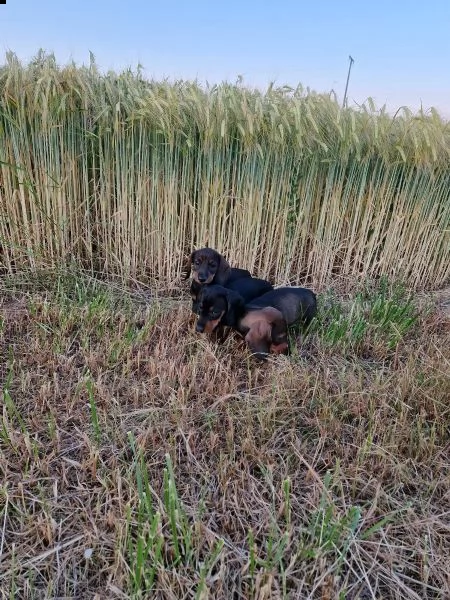 i bassotti standard di colore maiale, maiale scuro e nero sono ancora disponibili | Foto 0