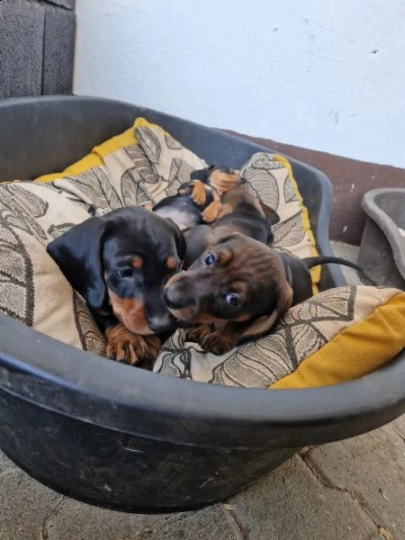 i bassotti standard di colore maiale, maiale scuro e nero sono ancora disponibili