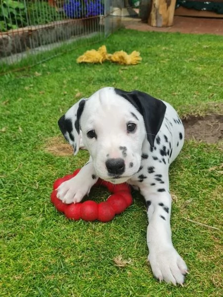 meravigliosa cucciolata di dalmata | Foto 2
