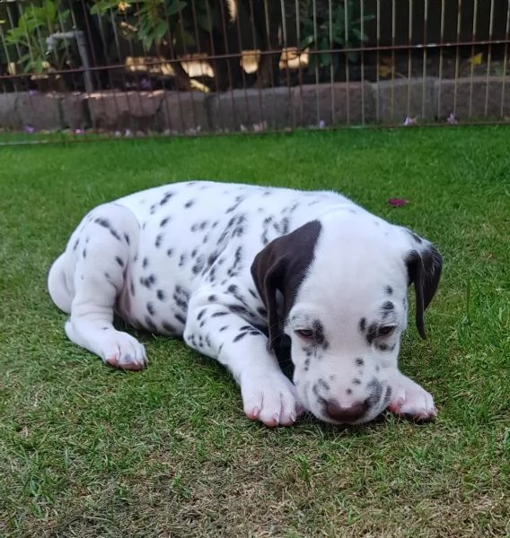 meravigliosa cucciolata di dalmata | Foto 1