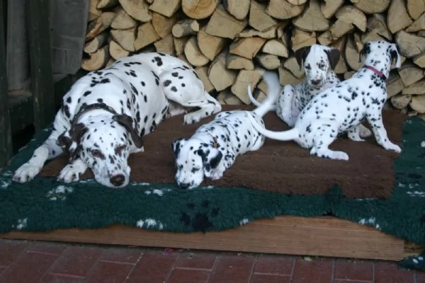 meravigliosa cucciolata di dalmata | Foto 0