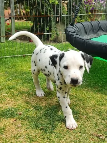 meravigliosa cucciolata di dalmata