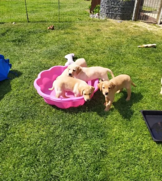 3 cuccioli di labrador cioccolato con pedigree | Foto 3
