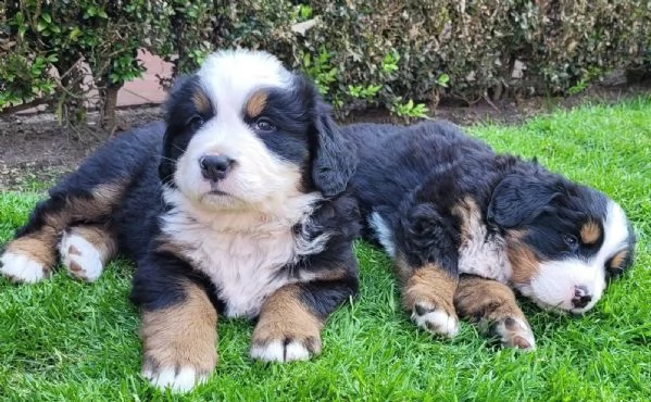 disponibili bellissimi cuccioli di bovaro del bernese | Foto 1