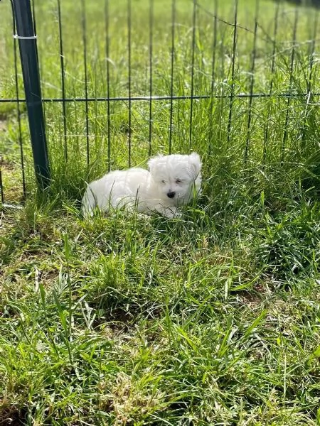 disponibile ulrimi cucciolo di maltese maschioe femmina | Foto 2