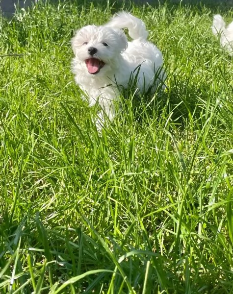 disponibile ulrimi cucciolo di maltese maschioe femmina | Foto 1