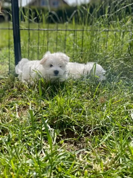 disponibile ulrimi cucciolo di maltese maschioe femmina | Foto 0