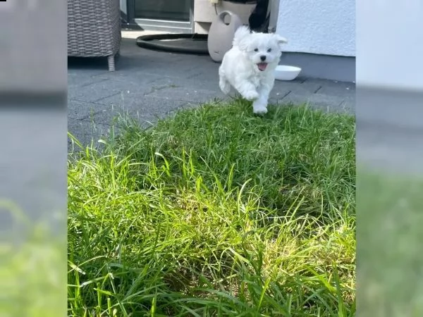 disponibile ulrimi cucciolo di maltese maschioe femmina