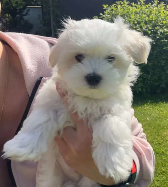 3  ) disponibili cuccioli maltesi toy | Foto 1