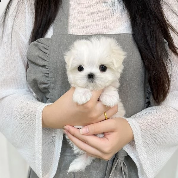 3  ) disponibili cuccioli maltesi toy | Foto 0