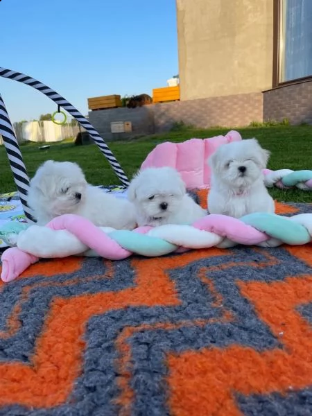 maltese mini mini toy buonissimo velocissimo e gioiosissimo | Foto 1