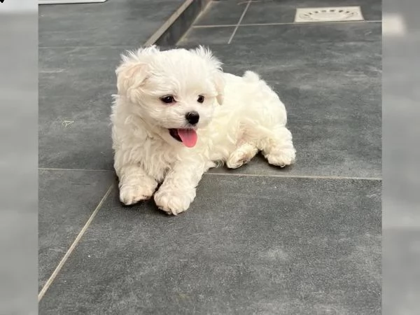 maltese mini mini toy buonissimo velocissimo e gioiosissimo