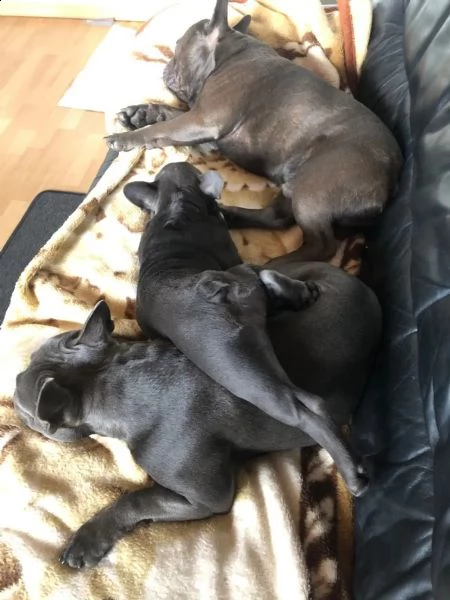 bouledogue francese (bulldog blue-merle)  | Foto 2