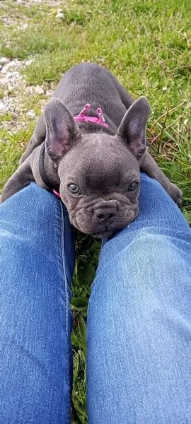 bouledogue francese (bulldog blue-merle)  | Foto 1