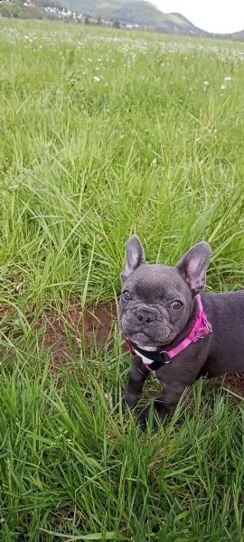 bouledogue francese (bulldog blue-merle)  | Foto 0
