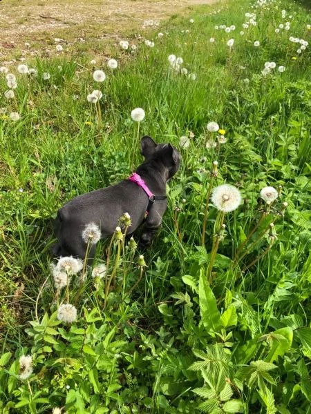 bouledogue francese (bulldog blue-merle) 