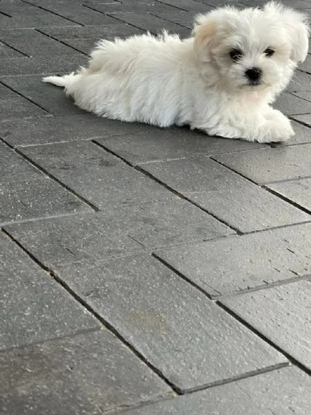 cuccioli di maltese.(sono ancora disponibili 3 cuccioli)