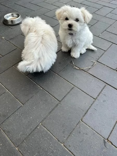 cuccioli di maltese.(sono ancora disponibili 3 cuccioli) | Foto 3
