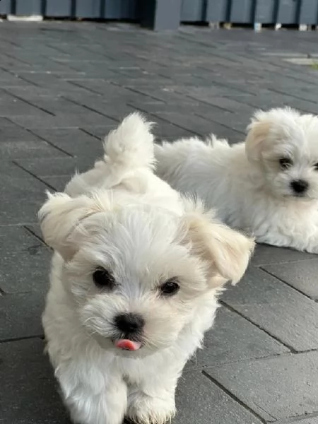 cuccioli di maltese.(sono ancora disponibili 3 cuccioli) | Foto 2