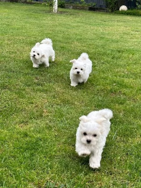 cuccioli di maltese.(sono ancora disponibili 3 cuccioli) | Foto 1