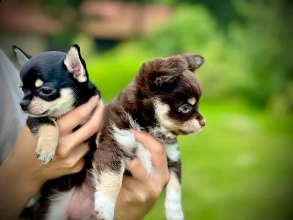 dolci cuccioli di chihuahua in cerca di una casa amorevole | Foto 3