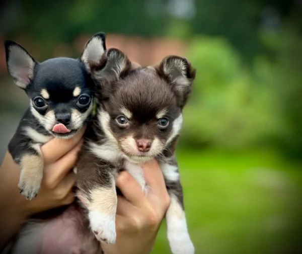 dolci cuccioli di chihuahua in cerca di una casa amorevole | Foto 0