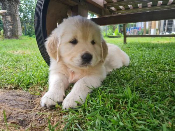 cuccioli di golden retriever 2 maschi 2 femmine
