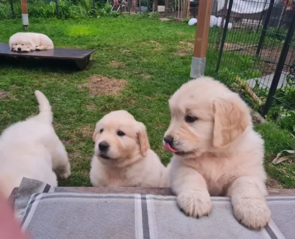 cuccioli di golden retriever 2 maschi 2 femmine | Foto 3