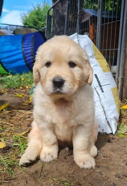 cuccioli di golden retriever 2 maschi 2 femmine | Foto 2