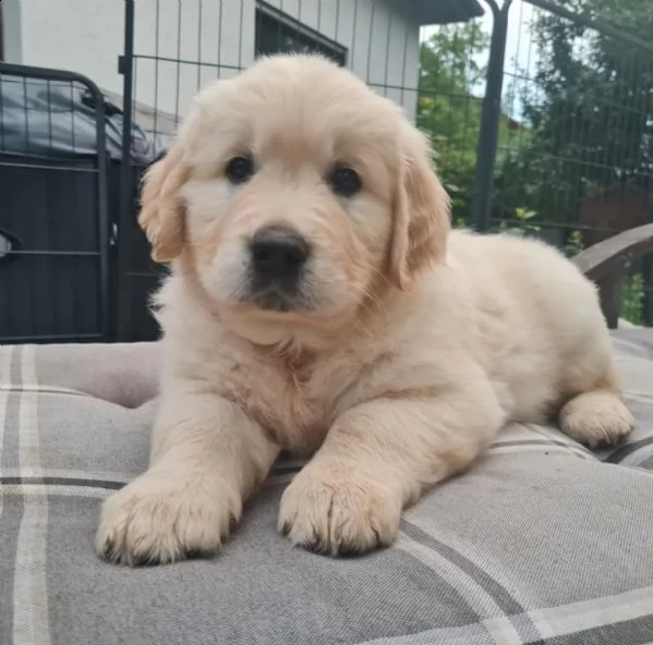 cuccioli di golden retriever 2 maschi 2 femmine | Foto 1