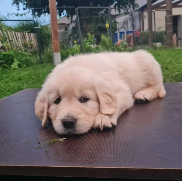 cuccioli di golden retriever 2 maschi 2 femmine | Foto 0