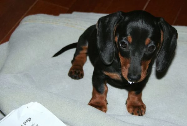 cuccioli di bassotto  | Foto 0