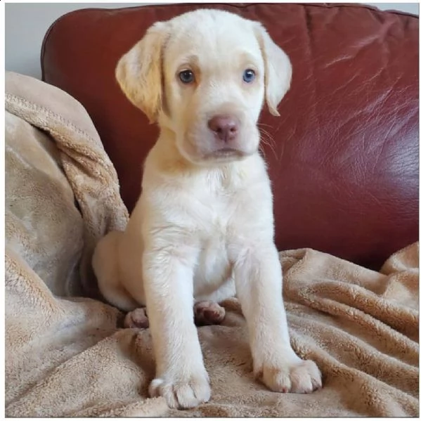 bello labrador , maschio e femmina, in regalo