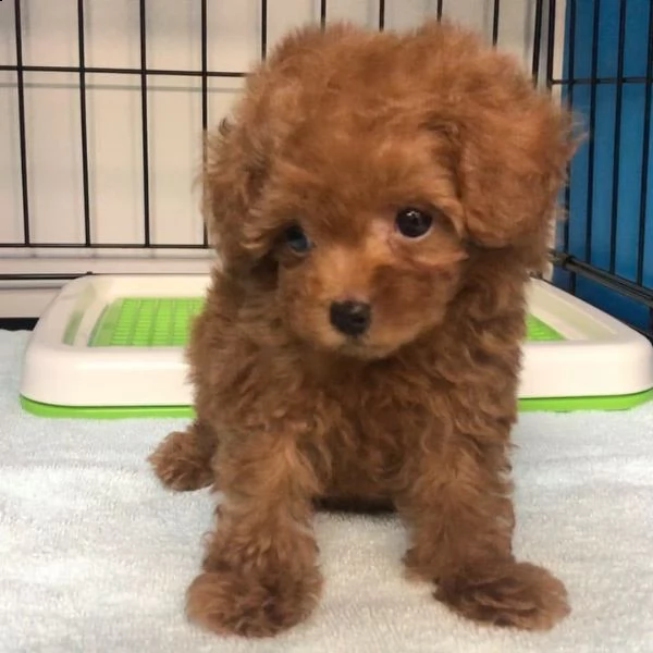 regalo cuccioli di barboncino 