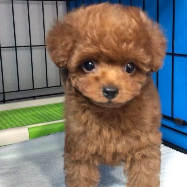 bellissimi cuccioli di barboncino