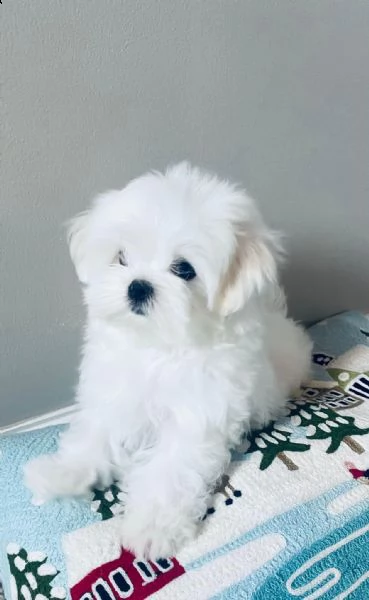 cuccioli di razza maltese toy
