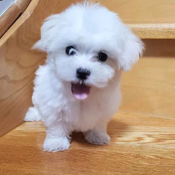cuccioli maltesi maschio e femmina | Foto 0