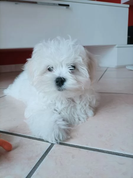 maltesi coreani