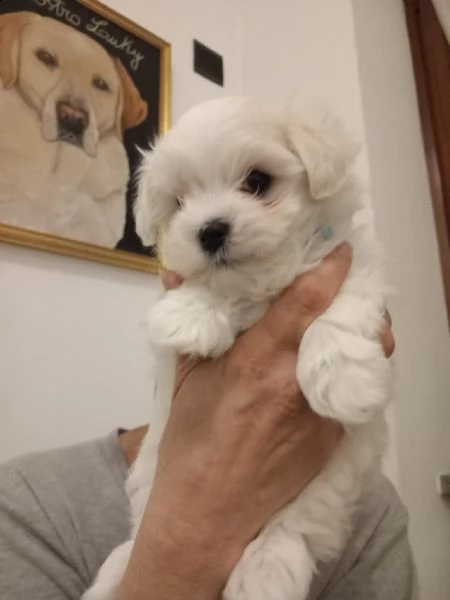 disponibili 2 cuccioli di maltese toy  | Foto 0