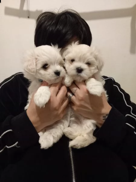 disponibili 2 cuccioli di maltese toy 