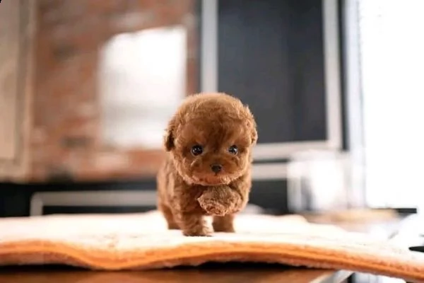 cuccioli di cane barboncino toy | Foto 0