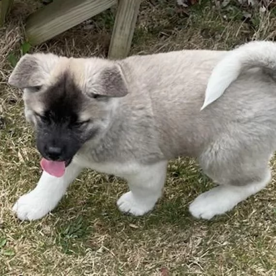 regalo akita inu