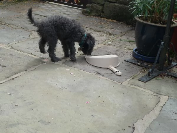 cuccioli di bedlington terrier | Foto 0