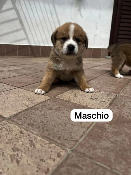 regalo cuccioli (incrocio akita-meticcio) | Foto 1