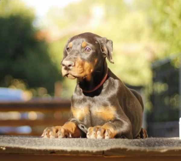 dobermann cuccioli in vendita | Foto 6