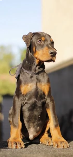 dobermann cuccioli in vendita | Foto 5