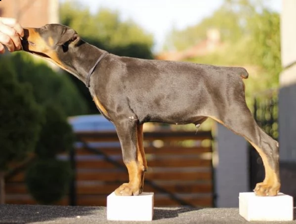 dobermann cuccioli in vendita | Foto 4