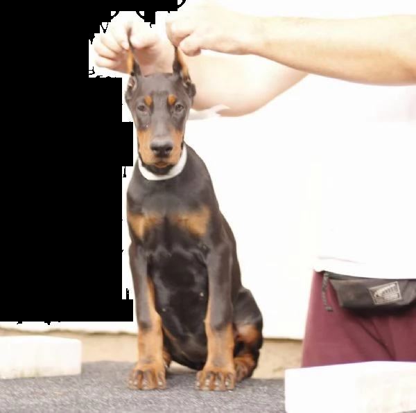 dobermann cuccioli in vendita | Foto 3